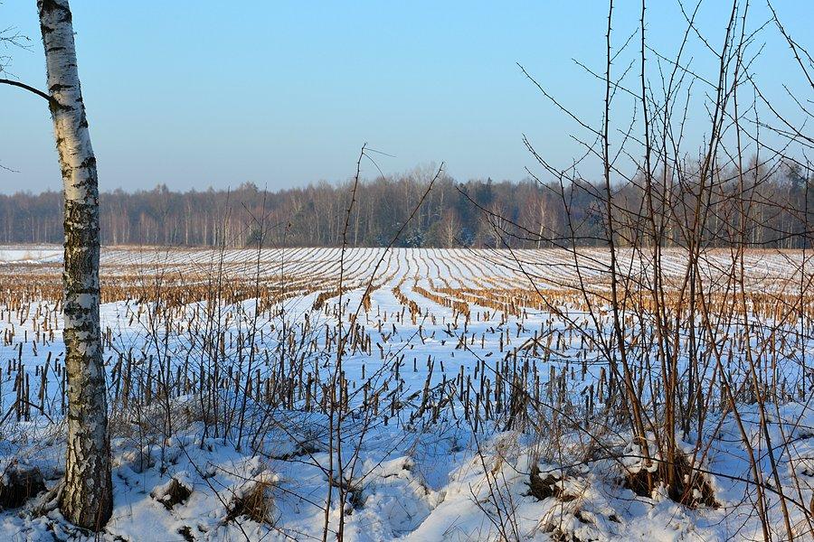 Ściernisko zimą