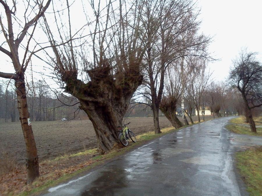 Wierzby przy drodze