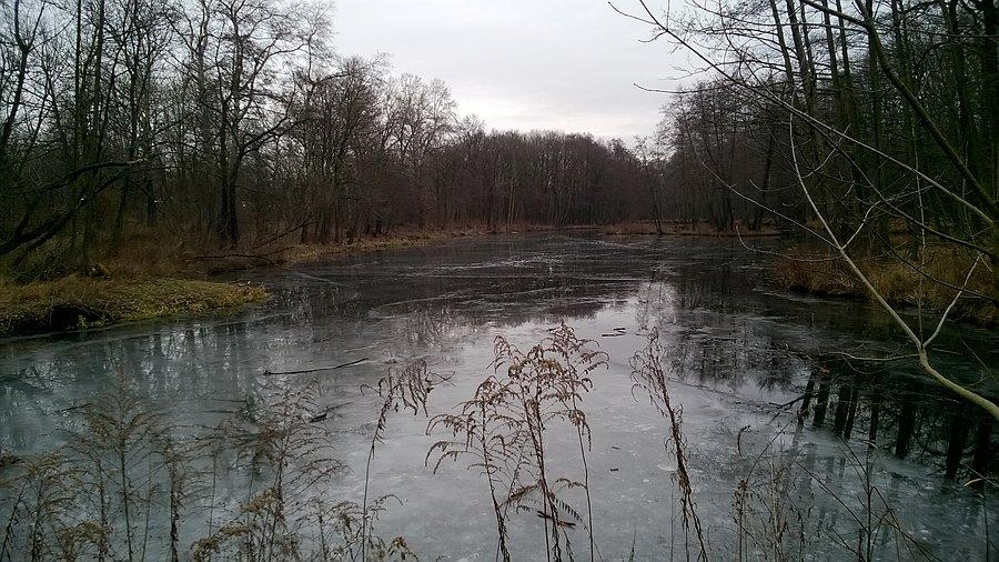 Staw na Dębinie