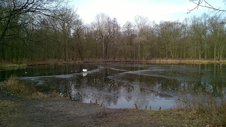 Staw na Dębinie