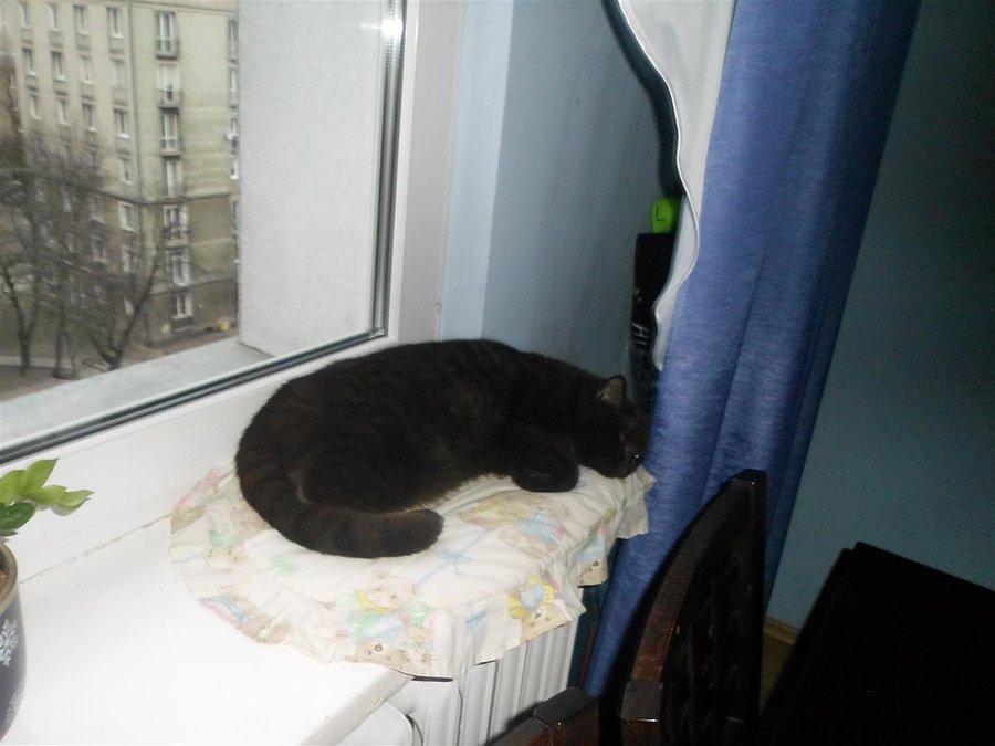 Drzemka na parapecie