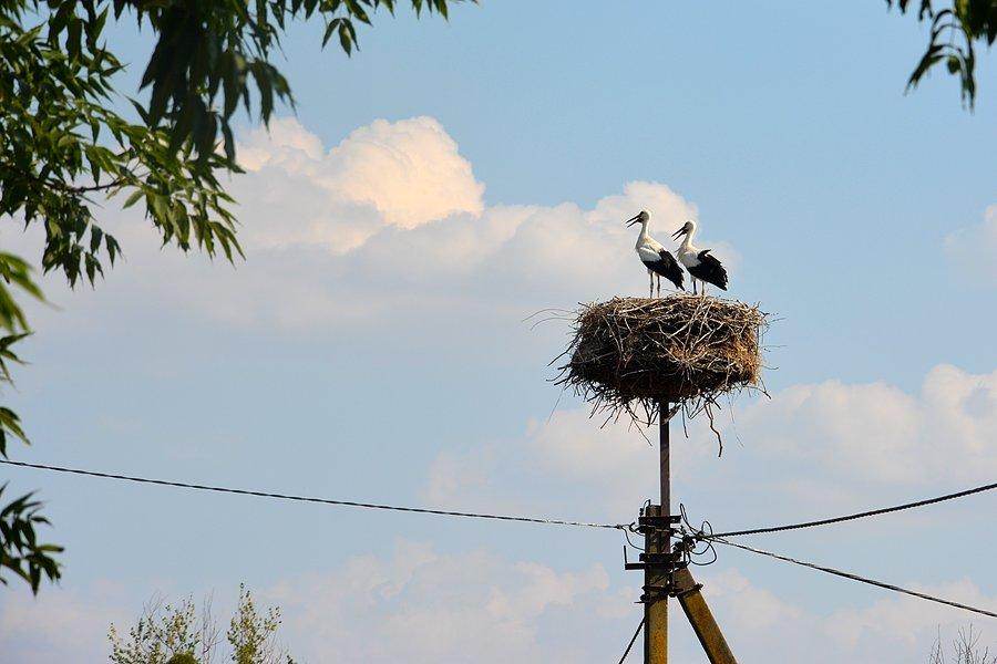 Twerdyńskie bociany, Wołyń