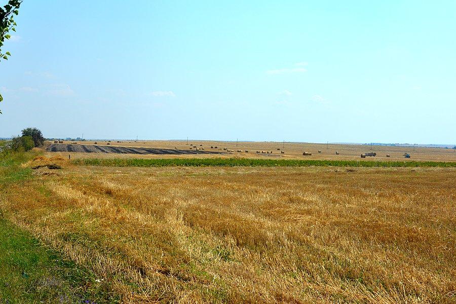 Żniwa na Wołyniu