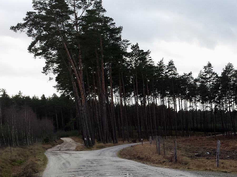 Krzyżówka Reptowo - Wielgowo