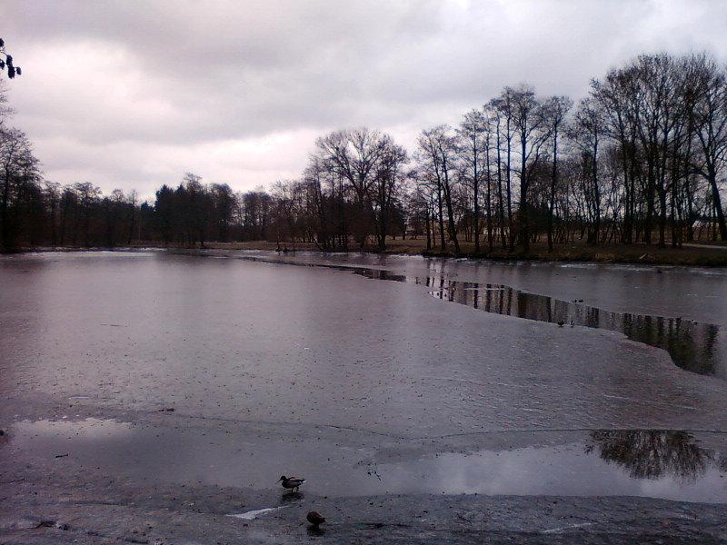 Staw na Młynku