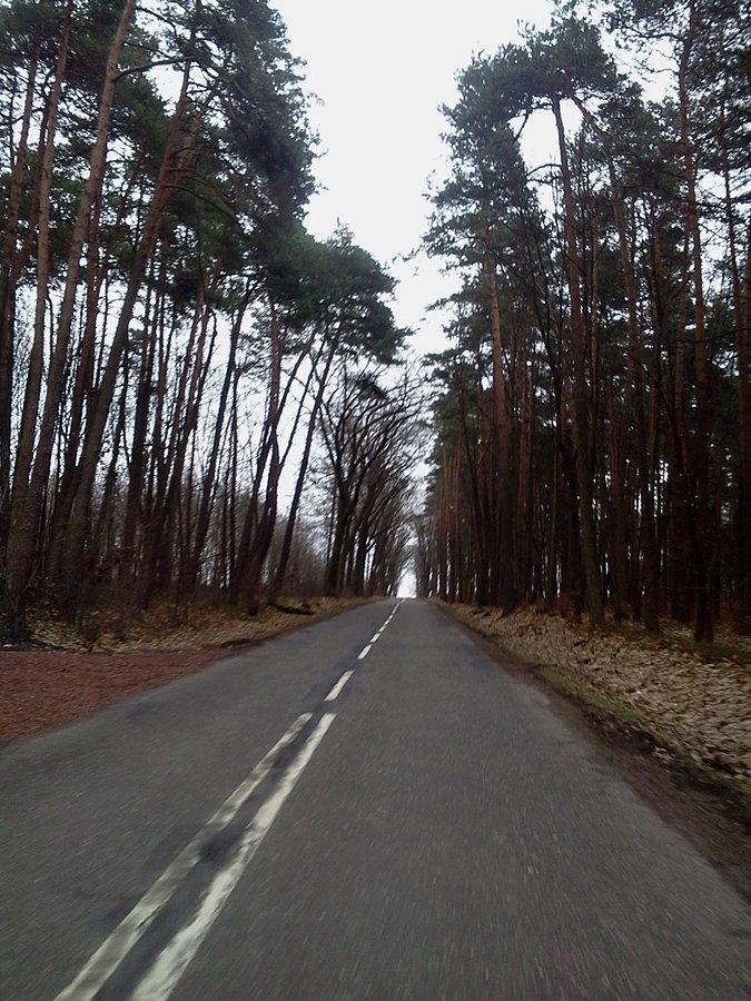Las inny niż u nas