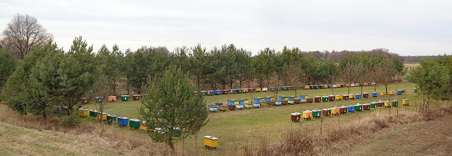 Pasieka na Janówku