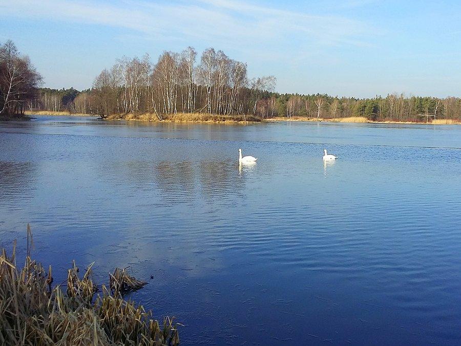 Łabędzie w Blachowni II