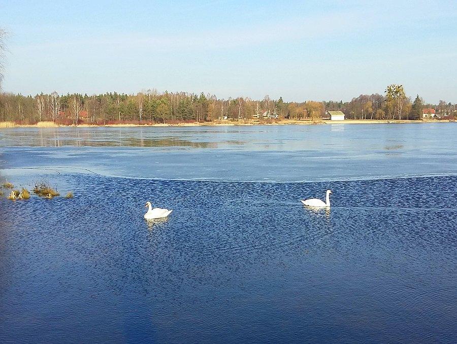 Łabędzie w Blachowni I