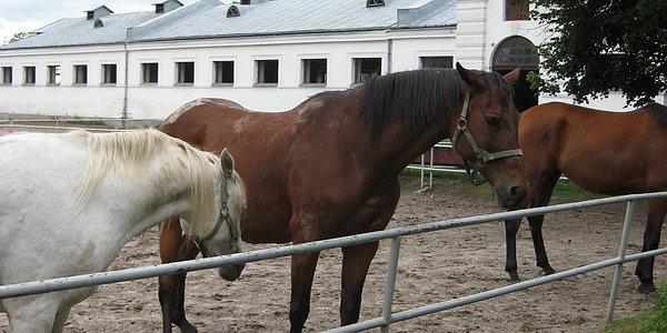 Konie arabskie w Stdninie Koni Janów Podlaski