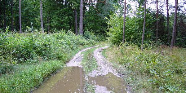 Kałuże w lesie