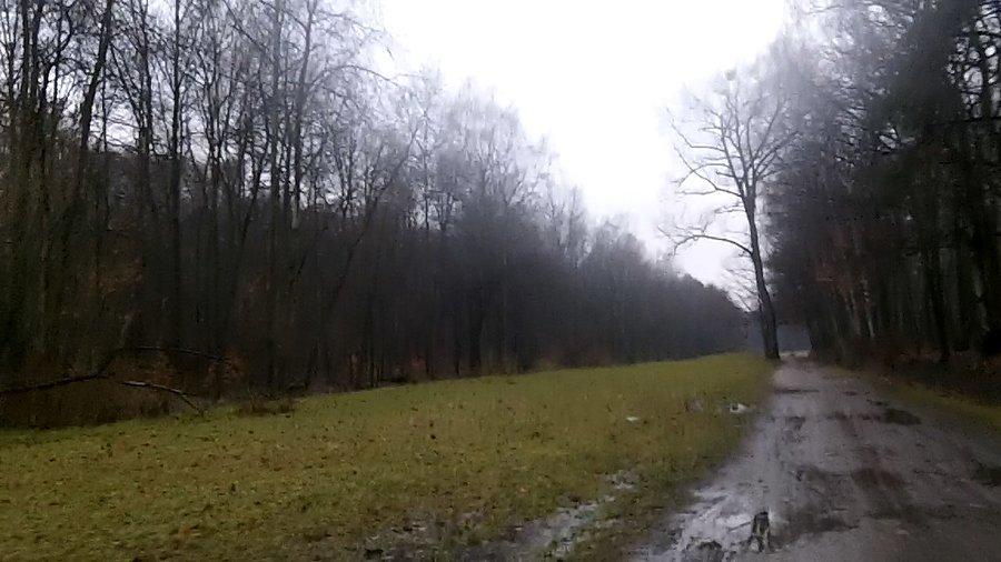 Przez lasek Makoszowski