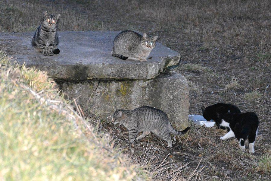 Koty opętane nad Zalewem Zemborzyckim