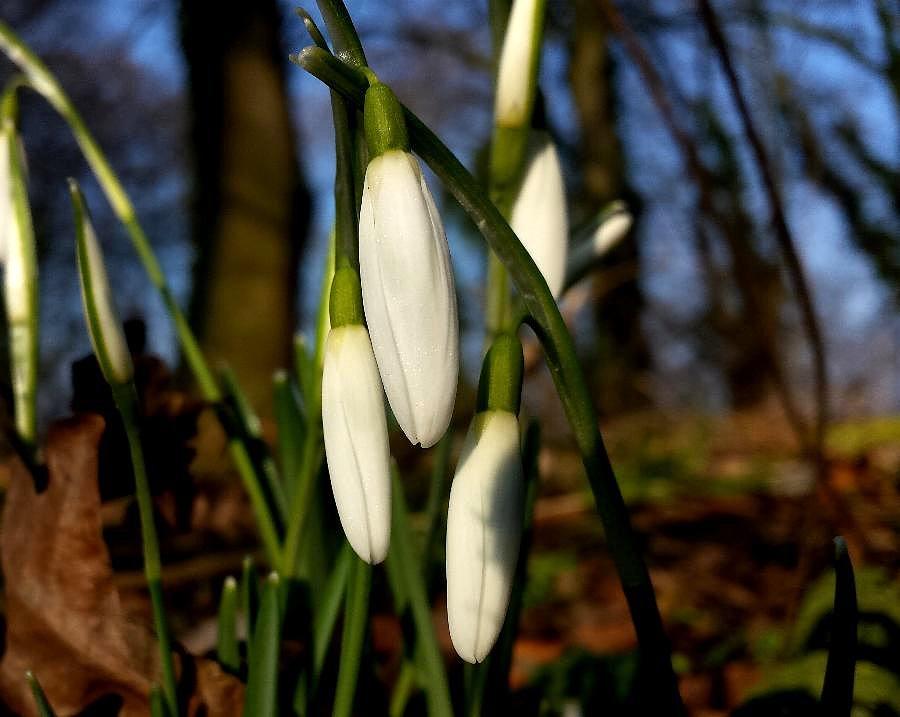 Przebiśniegi w okolicy Kołbacza