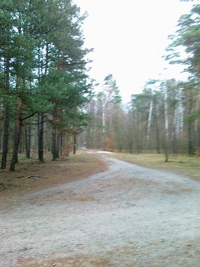 Rozwidlenie leśnych dróg. Tutaj sucho