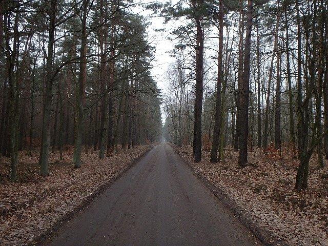 Leśna droga z Myślęcinka do Maksymilianowa - dawno tędy nie jechałem