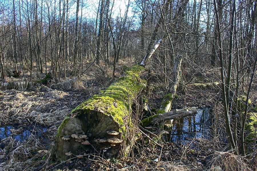 W drodze na Żabie Uroczysko