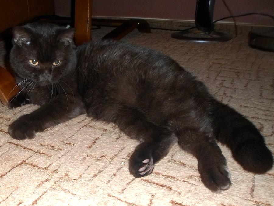 Archiwalne zdjęcie kota o mrocznym spojrzeniu