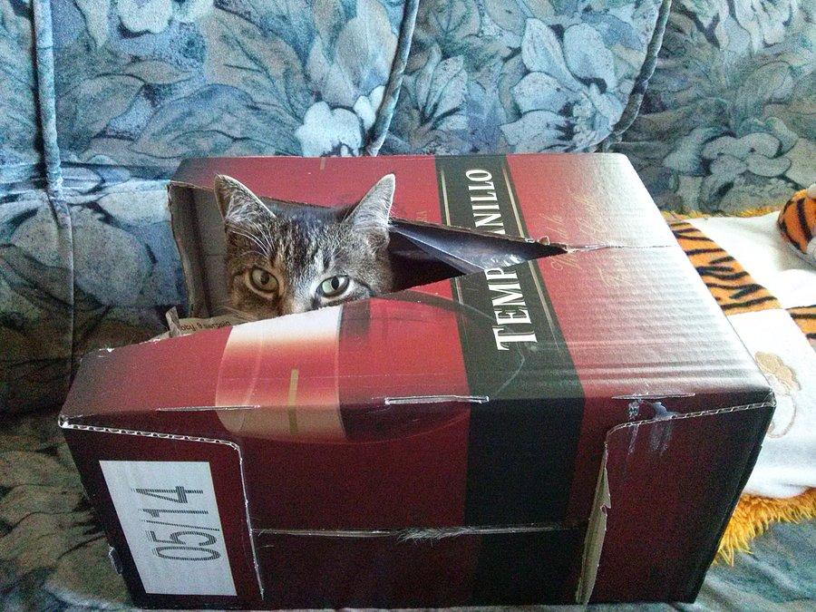 Jestem wino - szczep Tempranillo :)