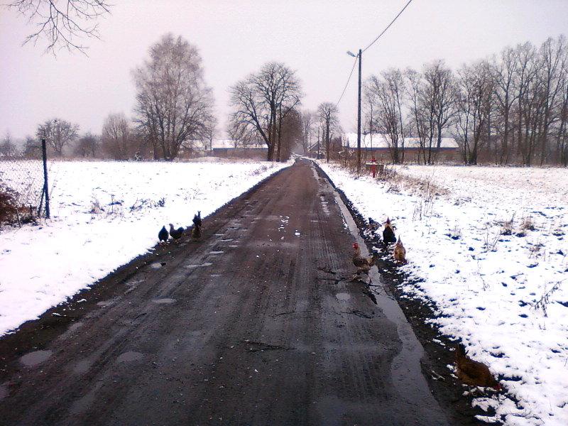 Kury na drodze