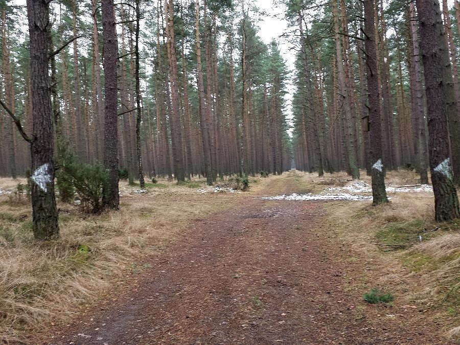 Leśna krzyżówka