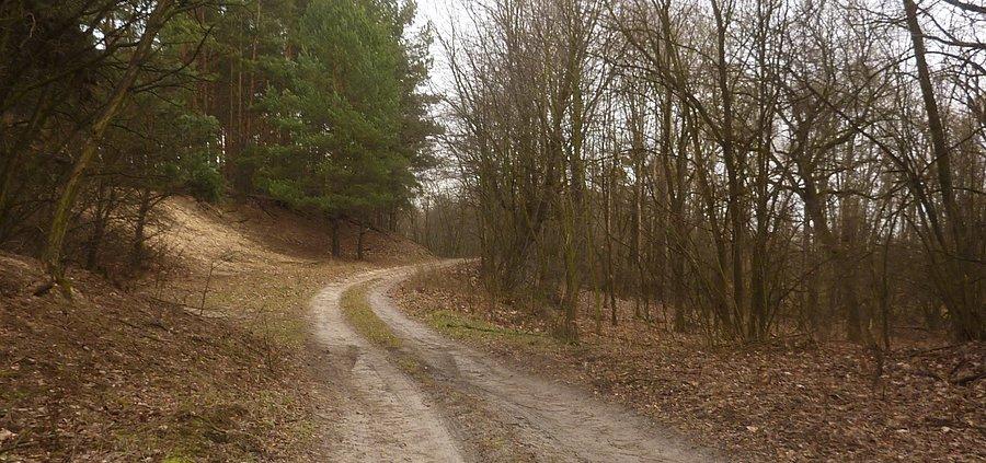 Droga w okolicach Lasocina. Kampinoski PN