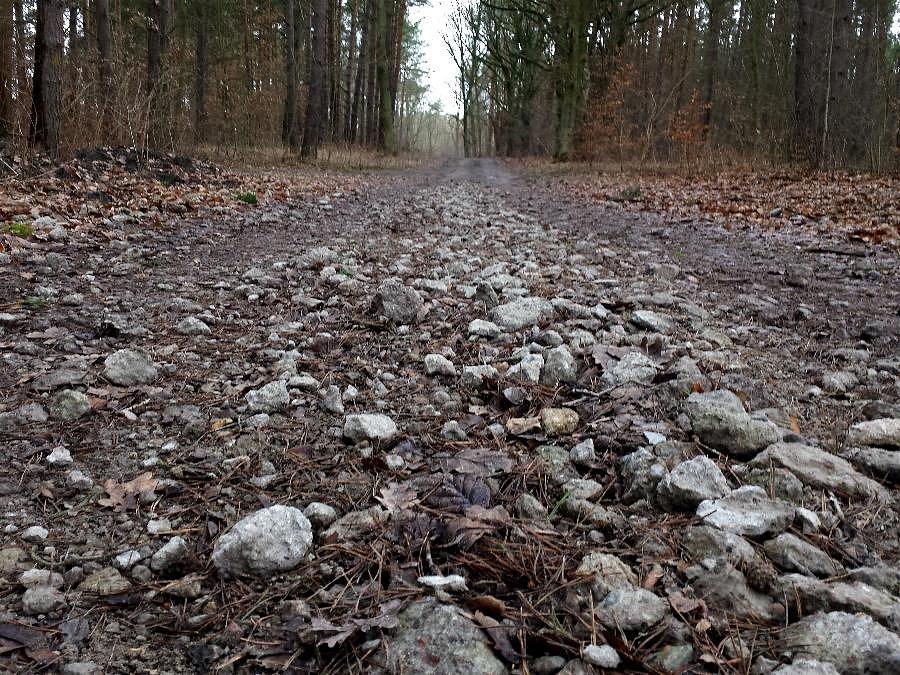 Buczynowa do Płoni