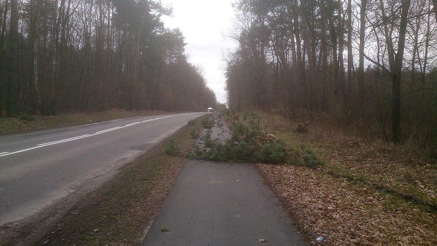 Gałąź na ścieżce