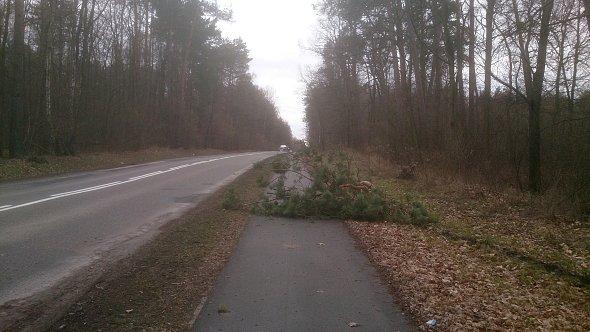 Gałąź na ścieżce