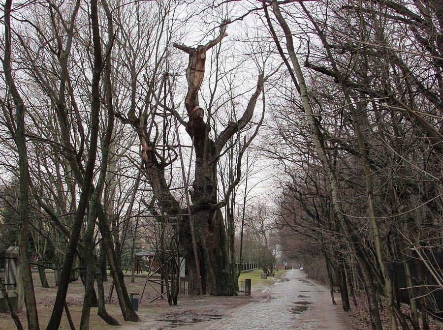Dąb Mieszko