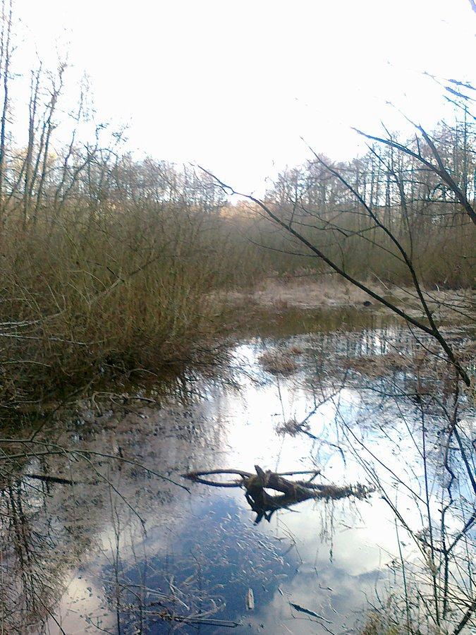 Bagno w rezerwacie Łosiowe Błota