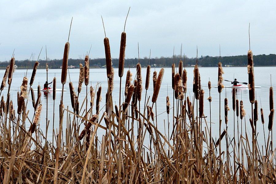 Tatarak nad Zalewem Zemborzyckim