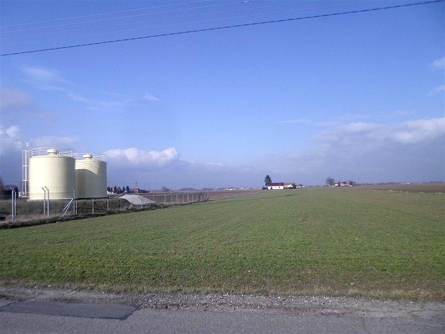 Zielono w Lesznowoli, ale to jeszcze nie wiosna