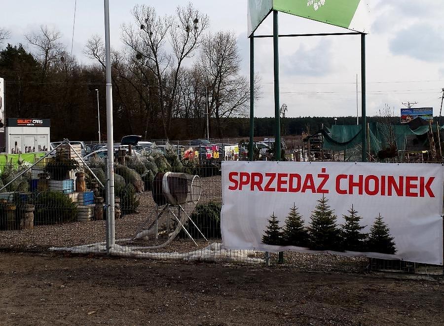 Sprzedarz choinek w Morzyczynie
