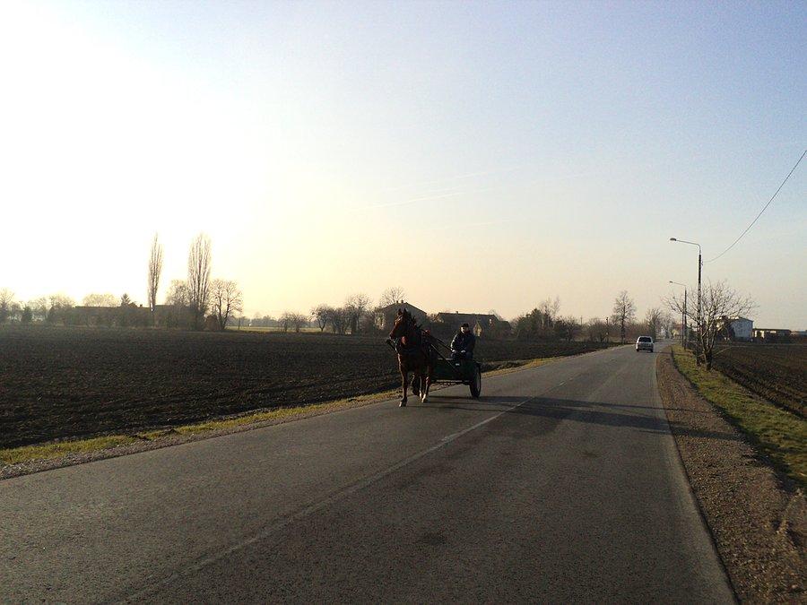 Konik :)