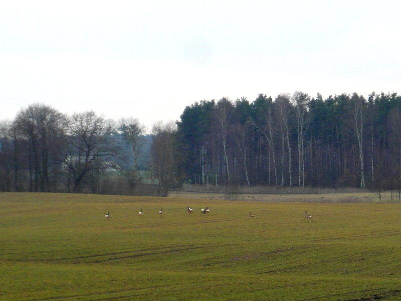 Zwierzyna na polach