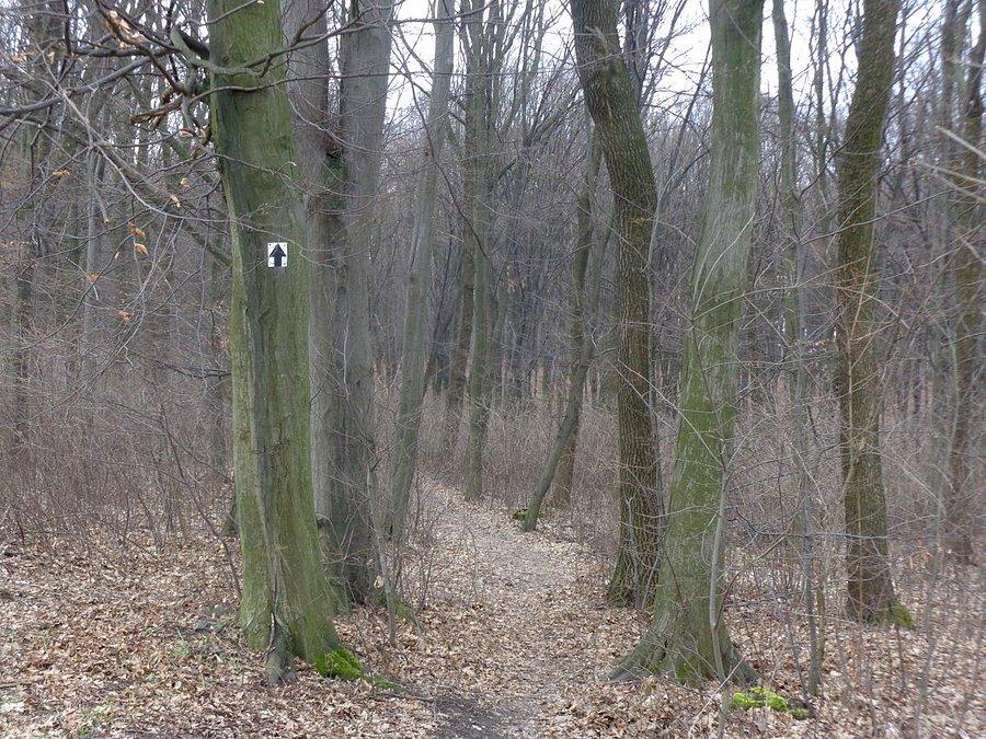 Ciągnie wilka do lasu