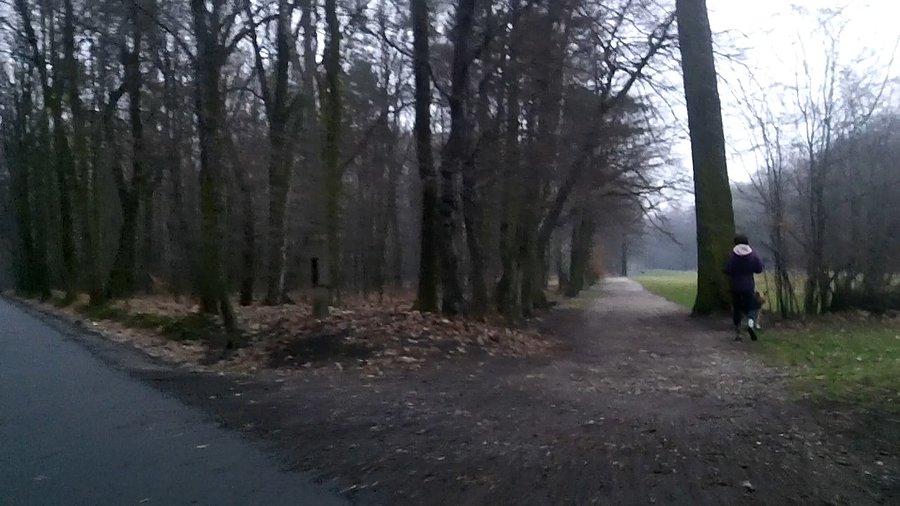 W lasku Makoszowskim