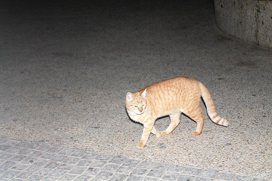 Kot izraelski