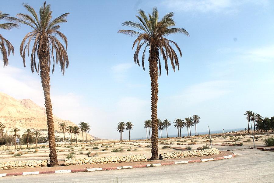 Pustynne klimaty Ein Gedi