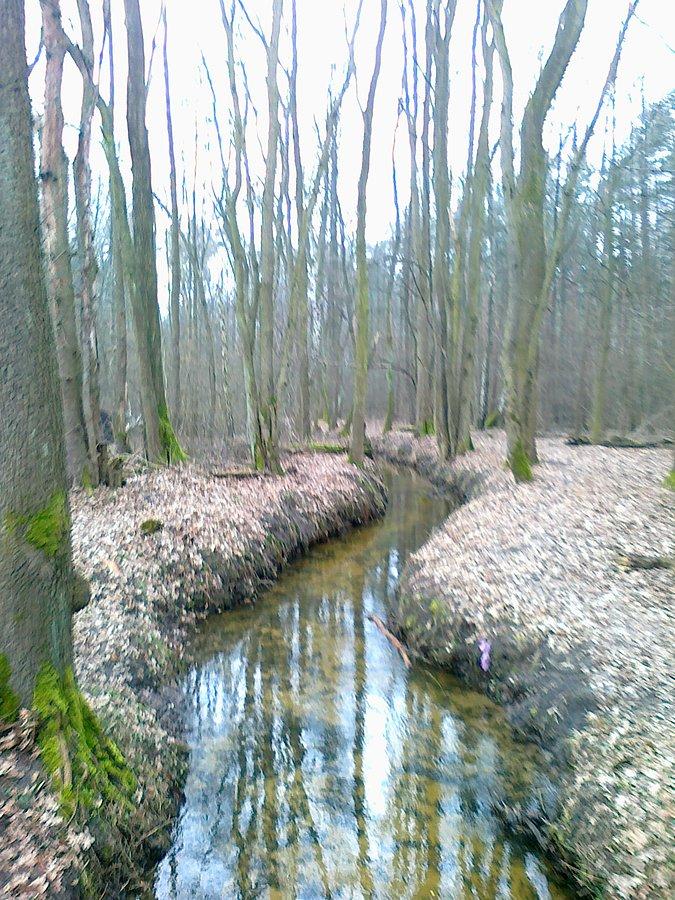 Leśny strumień