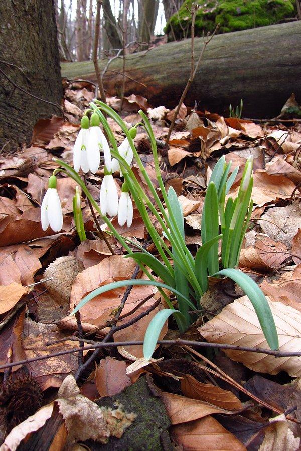 Przebiśniegi
