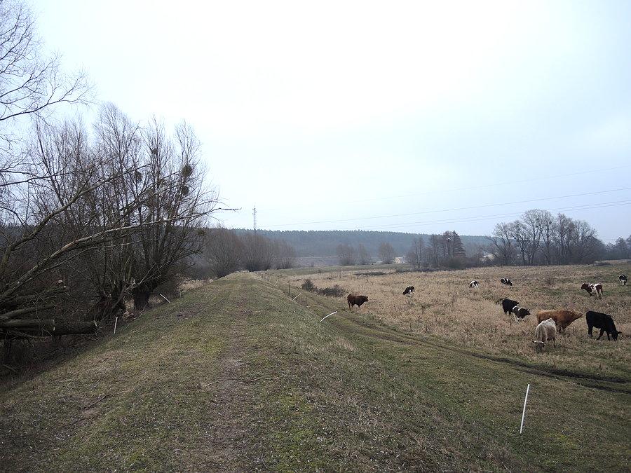 Nasypem w kierunku jazu fortecznego. Kilka razy musiałem przerzucać rower przez pastucha