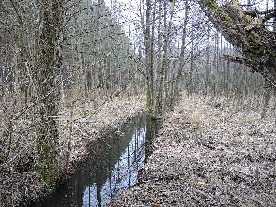 W drodze powrotnej do Krzyża Wlkp