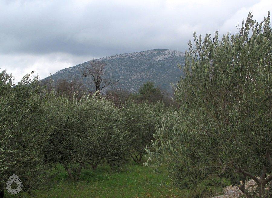 Gorki za sadami