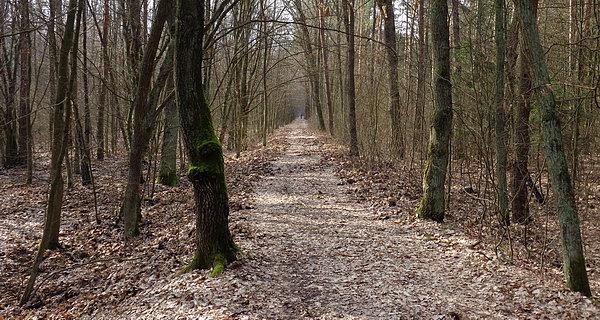 W kierunku stawów na Grabarce