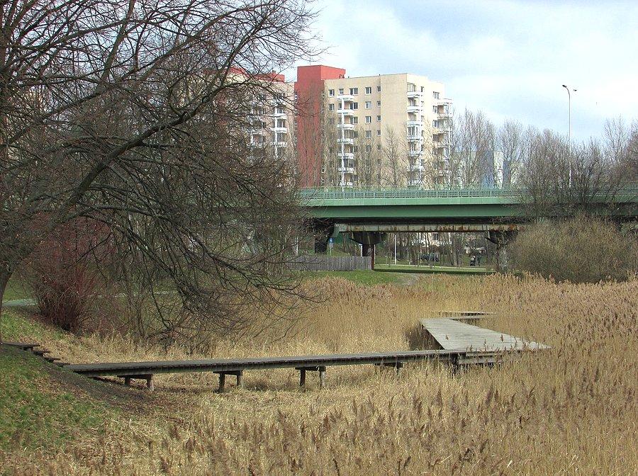 Trzcinowisko przy Służewskim Domu Kultury