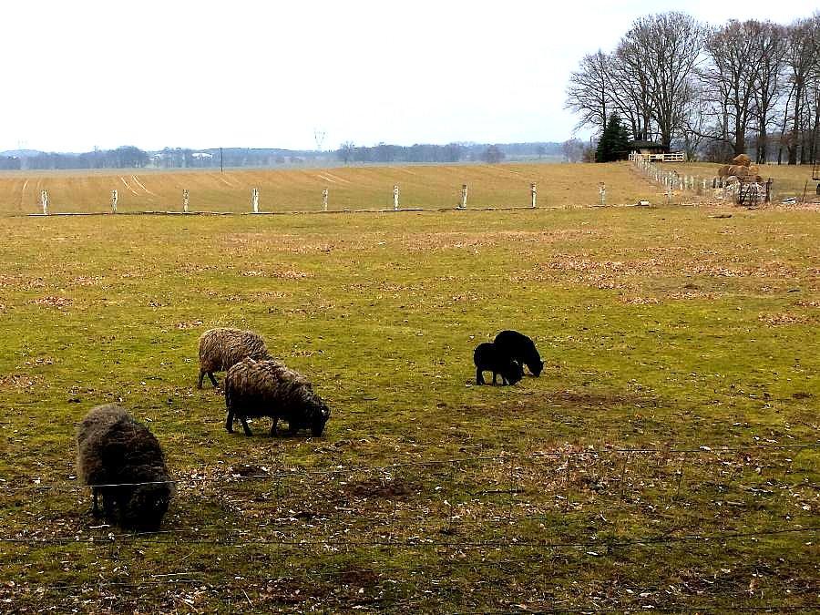 Zwierzątka na wełnę
