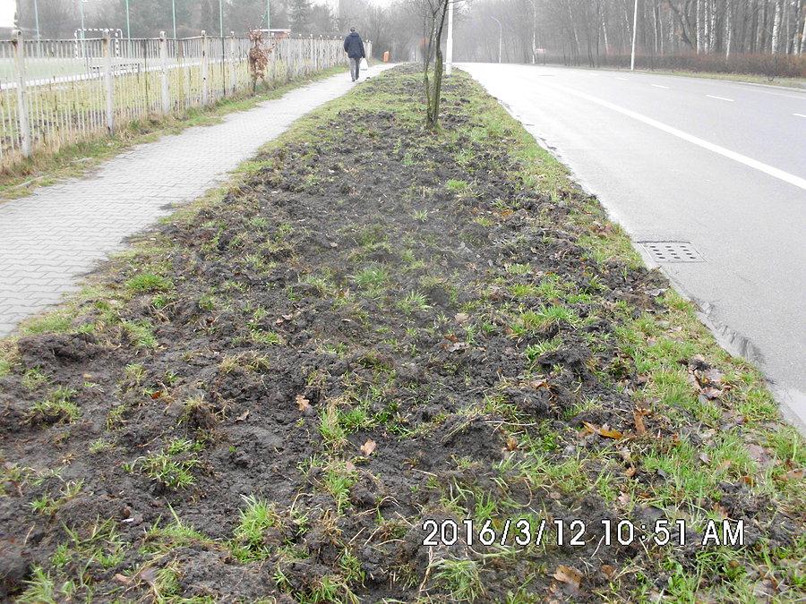 Dzieło dzików przy ulicy Medyków w Panewnikach