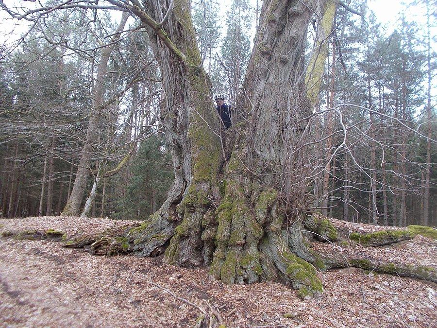 51 PreHarpagan - Bytów